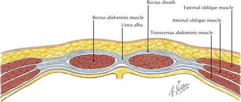 Abdominal Wall Anatomy Cross Section