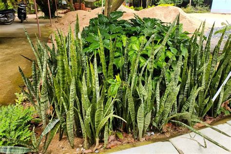 How To Manage Invasive Snake Plants Outdoors Make House Cool