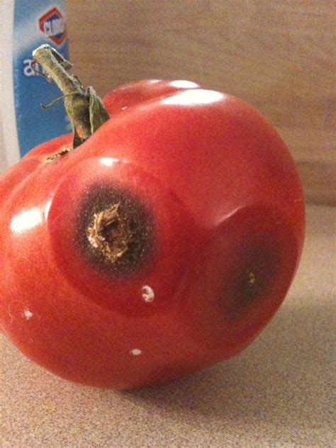 Tomato Bug Damage