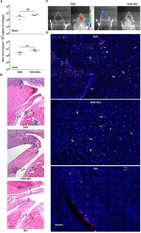 Frontiers Protozoan Parasite Babesia Microti Subverts Adaptive Immunity And Enhances Lyme