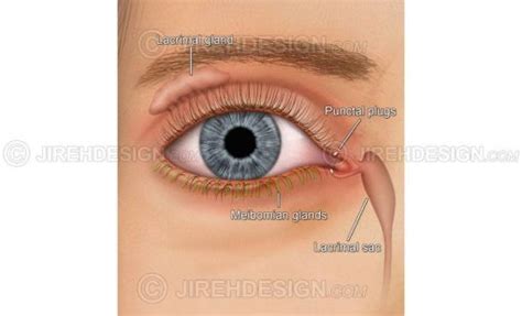 Lacrimal System And Punctal Plugs An0055 Stock Eye Images