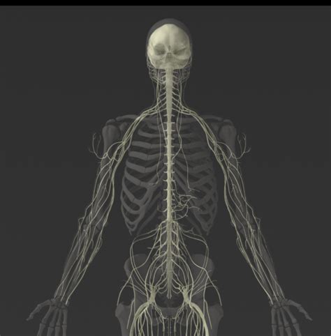 Zygote::Male 3D Nervous System | Solid | Medically Accurate | Anatomy