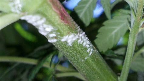 White Powdery Mildew on Cannabis Plants - Identification & Solution!