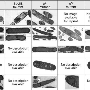 Pdf The Clostridium Sporulation Programs Diversity And Preservation