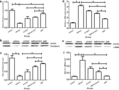 The Mrna And Protein Expressions Of E Cadherin And Sma In Murine Lung