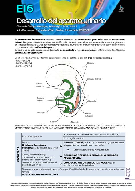E Desarrollo Del Aparato Urinario Web Ctedra De