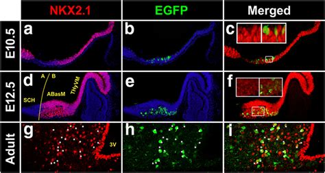 Pomc Coexpresses With Nkx21 In The Developing And Adult Mouse