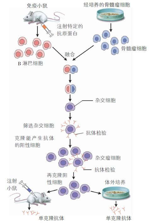 实验详情