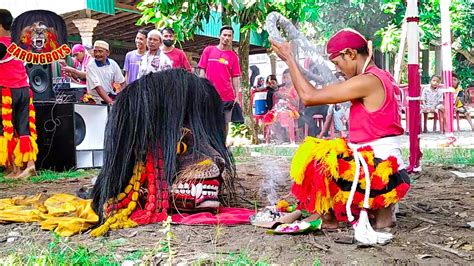 Ritual Kasih Makan Aksi Barongan Ngamuk Barongan Singo Rogowongso