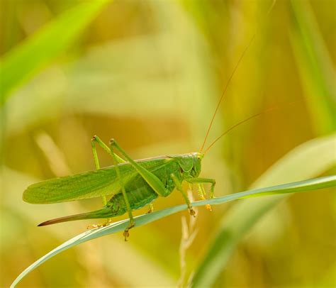 Heuschrecke Grün Insekt Kostenloses Foto auf Pixabay