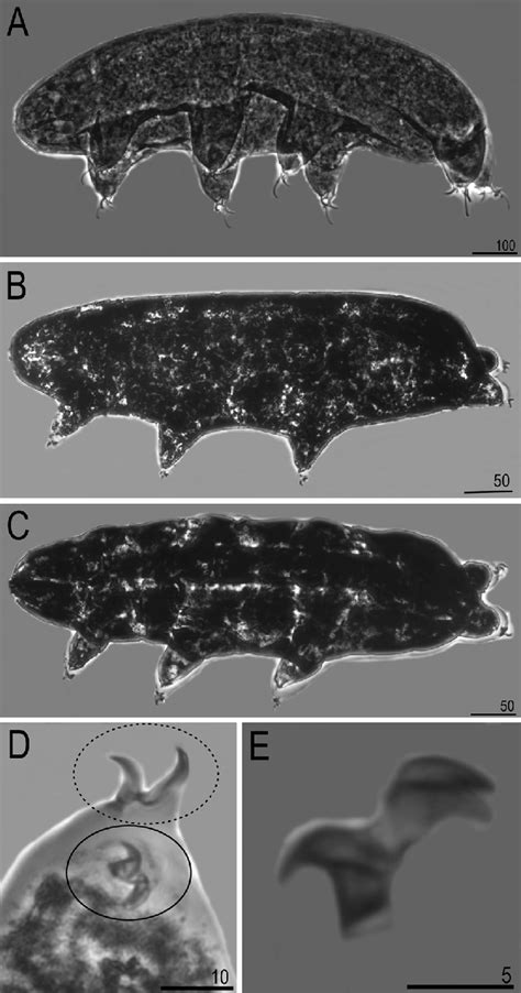 Examples Of Parallel Evolution Of Pigmentation And Claw Shape In