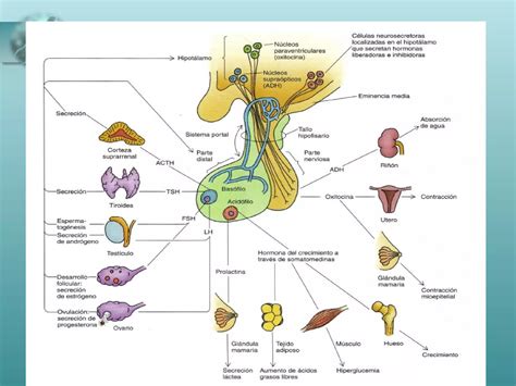 Glandula Hipofisis PPT