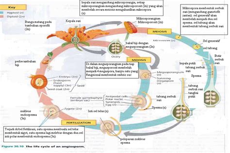 Biologi Kelas X Tumbuhan Berbiji