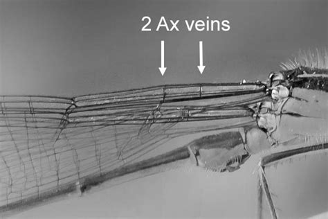 Visual Key Damselfly Ax Veins Odo Nutters