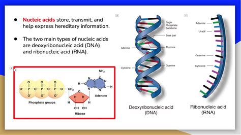 Nucleic Acids 1 Introduction To Nucleic Acids And The Structure Of