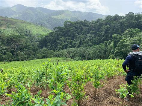 Ubican Y Aseguran Manzanas De Tierra Cultivadas Con Arbustos De Hoja