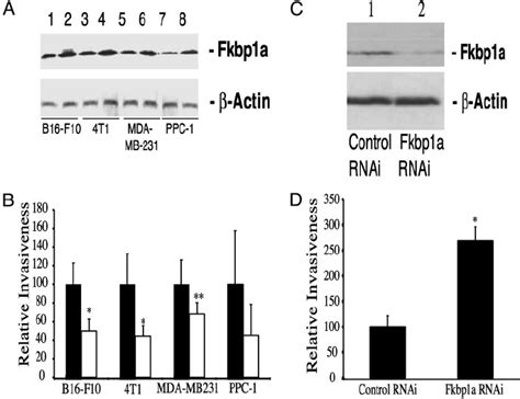 Increased Expression Of Fkbp A Or Fkbp But Not Rapamycin Treatment