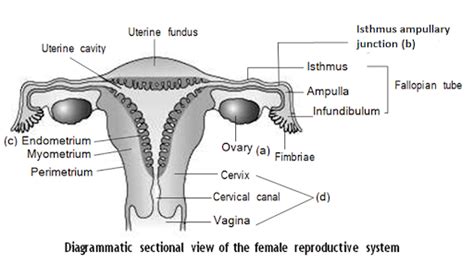 Female Reproductive System Diagram