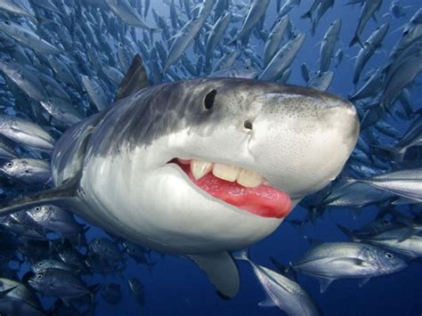 Hilarious Pics Of Sharks With Human Teeth Funny Shark Pictures Funny Photos Sharks With Human