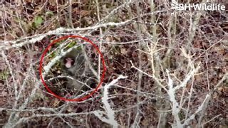 LIVE: Escaped monkey FOUND and seen in Scottish highlands using thermal ...