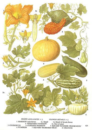 From The Oxford Book Of Plants Squashes By Carleton500gardener Via