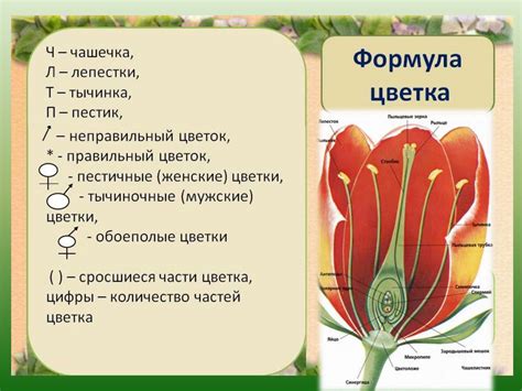 Разнообразие цветов. Строение цветка - презентация онлайн