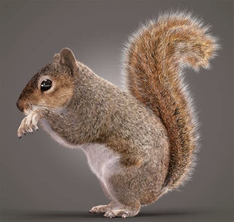 Artstation Squirrel