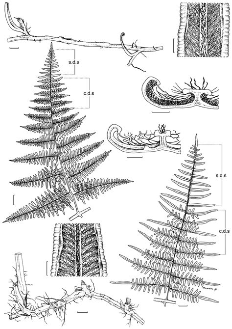 A D Pteridium Arachnoideum Subsp Arachnoideum A Rhizome B Pinnule