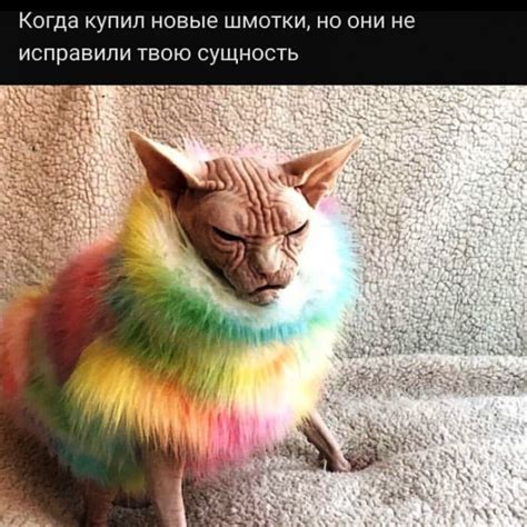 Смешные жизненные мемы с кошками Уютный дом с Blizko Дзен