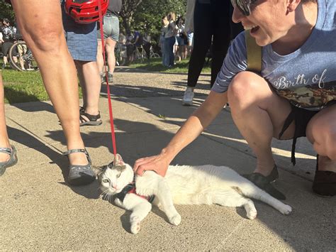 Minneapolis Wedge’s ‘cat tour’ goes purrfectly again this year