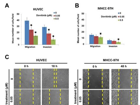 Dovitinib Inhibited The Migration And Invasion Of Endothelial Cells At