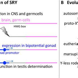 Major Sex Chromosome Changes Associated With Divergence Of Mammal