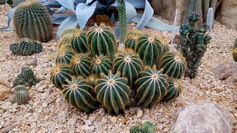 Xeriscaping in Arizona: A Practical Guide - Green Goddess