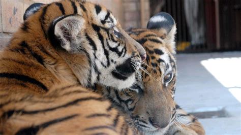 China reverses ban on trade in tiger, rhino products | CTV News