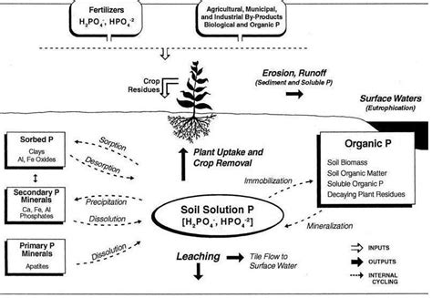 The Phosphorus Cycle In Soil Showing The Main Mobilization Processes