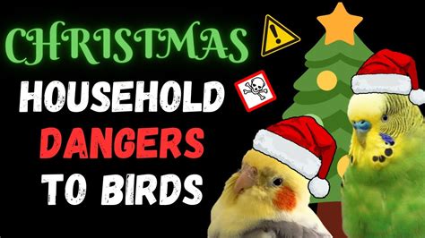 Christmas Pet Bird Household Dangers BirdNerdSophie YouTube