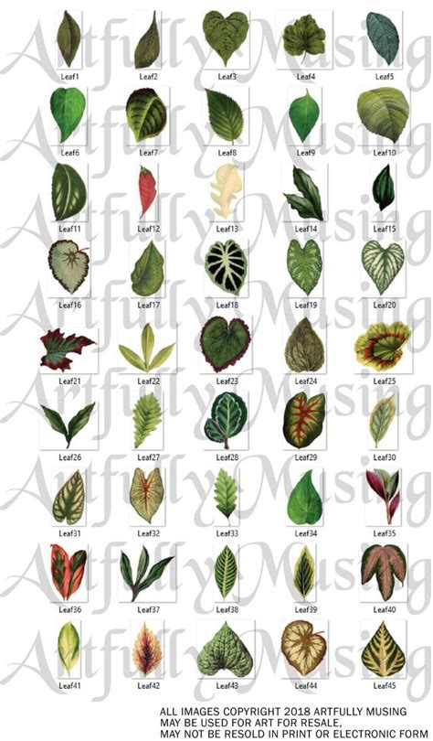 Miniature Leaves 45 Separate Images Digital Image Set Clip Art Digital ...