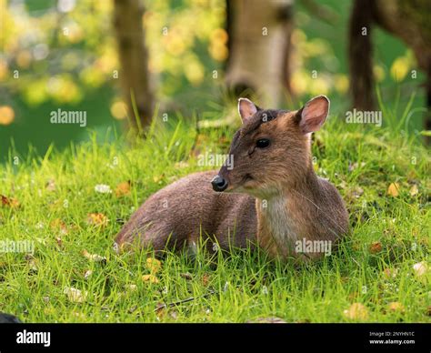 Muntjac Deer Laying Down On Grass Stock Photo Alamy