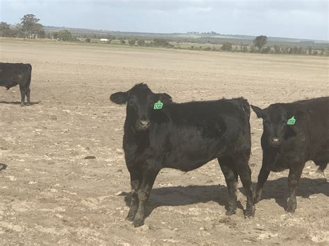 The Herd Online 200 Angus Cross Heifers For Sale