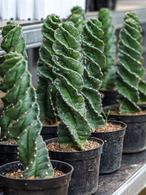 Spiral Cactus Plant The Twists And Turns Of Caring For The Unique Cultivar