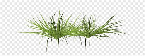 Tw3d Summer Grass Plantas Verdes Png Pngegg