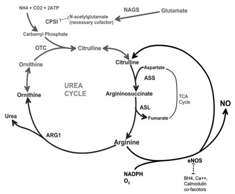 Schematic Of The Integration Of Nitric Oxide Production With The Urea