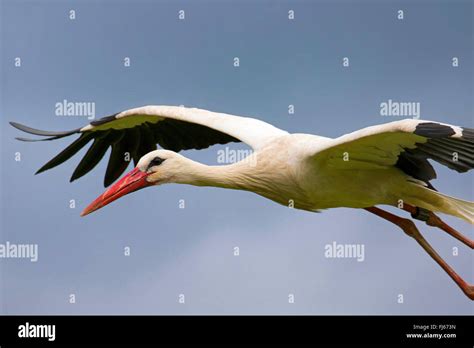 White Stork Ciconia Ciconia In Flight Side View France Alsace