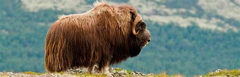 Musk Ox - Animal Facts and Information