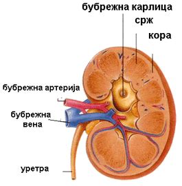 Систем органа за излучивање - Грађа човечијег тела