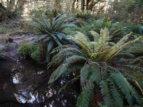 Polystichum Vestitum G Forst C Presl Prickly Shield Fern World