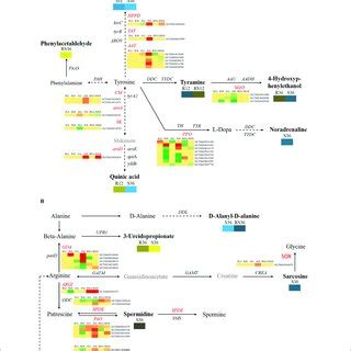 Diagram Of Amino Acid Metabolism Pathways With Their Related DEGs And