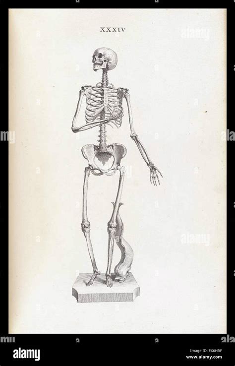 Anatomical drawing by William Cheselden in Osteographia, or The anatomy ...