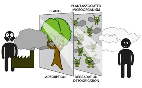 Ijms Free Full Text The Role Of Plant Microbe Interactions And Their Exploitation For