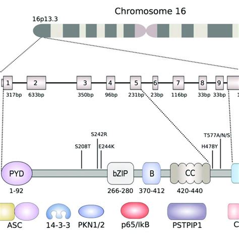 Pdf The Pyrin Inflammasome In Health And Disease